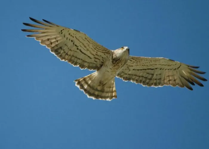 Casa de Férias Le Petit Viala